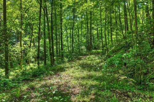 Lot 106 Mountain Creek Hollow Drive, Talking Rock, GA, 30175 | Card Image