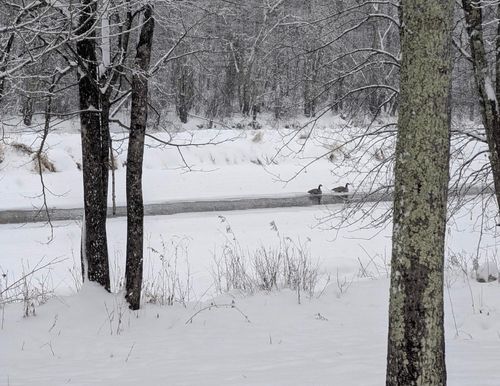 N9374 Up River Rd, Phillips, WI, 54555-6054 | Card Image