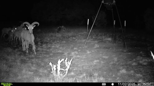 000 Fm 573 S, Mullin, TX, 76864 | Card Image