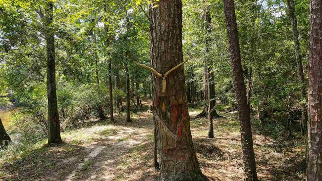 000 Highway 96 Byp, Home with 0 bedrooms, 0 bathrooms and null parking in Silsbee TX | Image 28