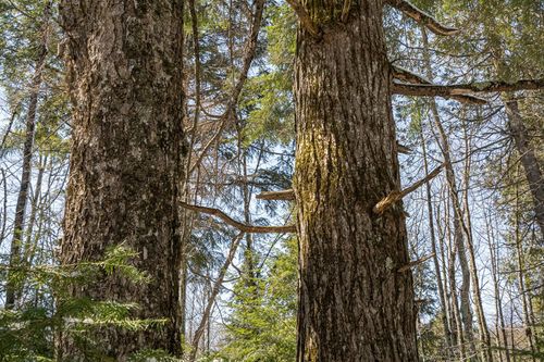 160-acre Pleasant Lake Rd, Upson, WI, 54565 | Card Image