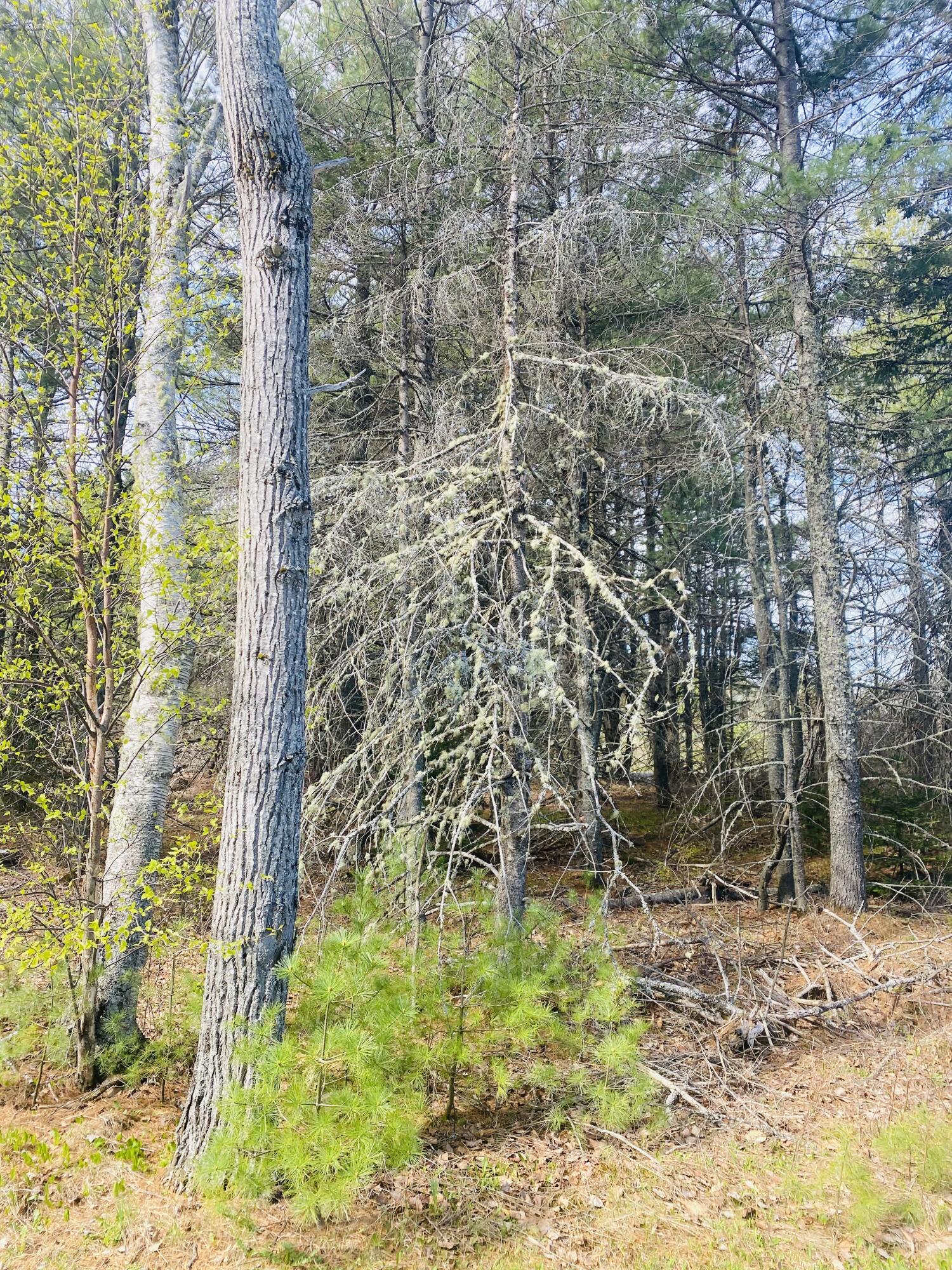 Land in Bangor 2