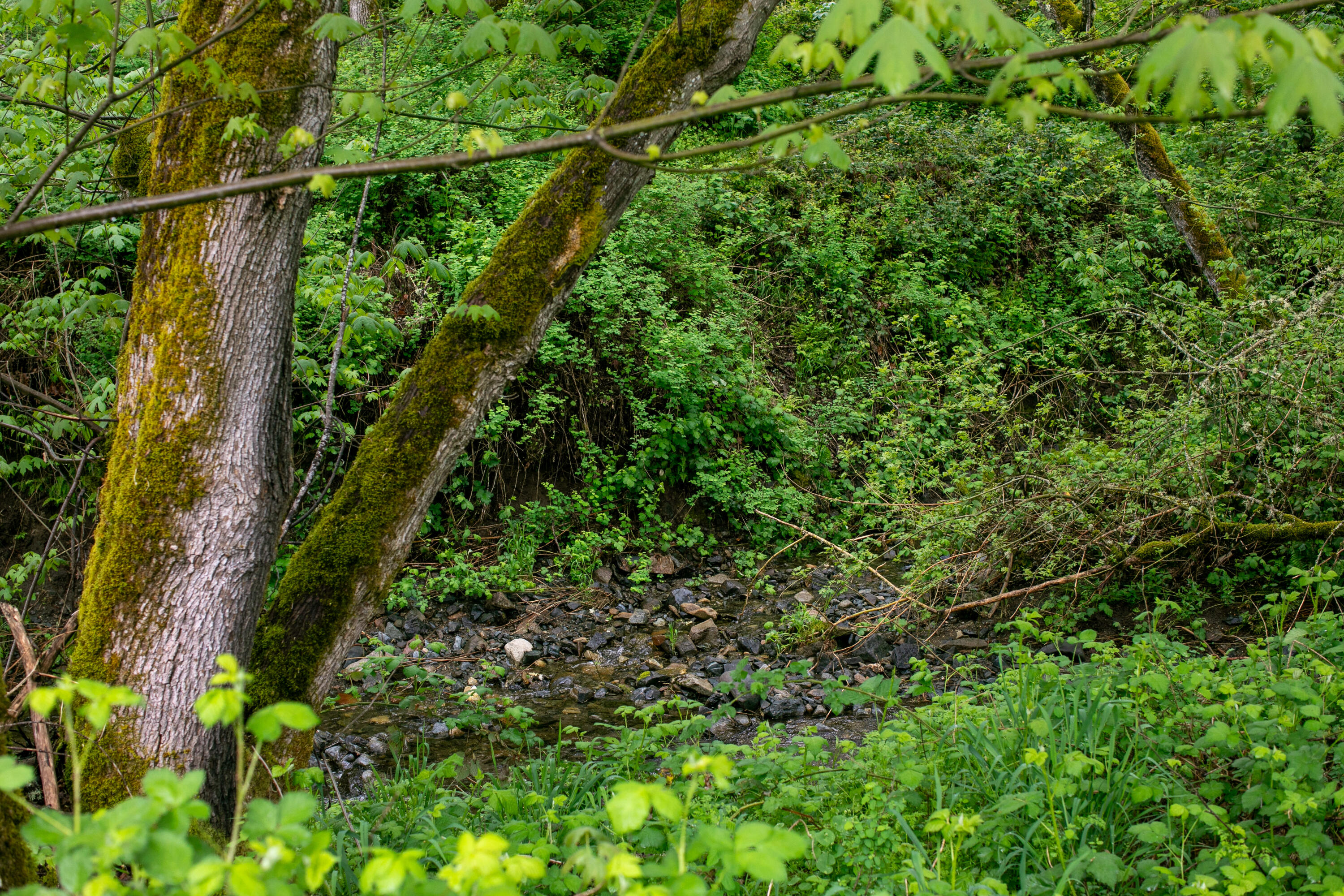 Land in Rogue River 4