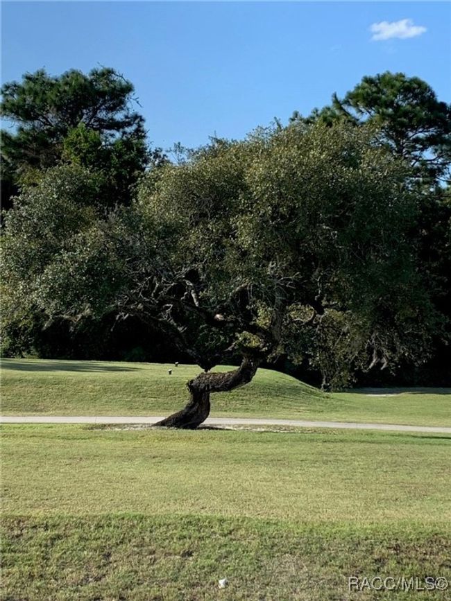 TIWSTED OAK ON TEE 10 | Image 6