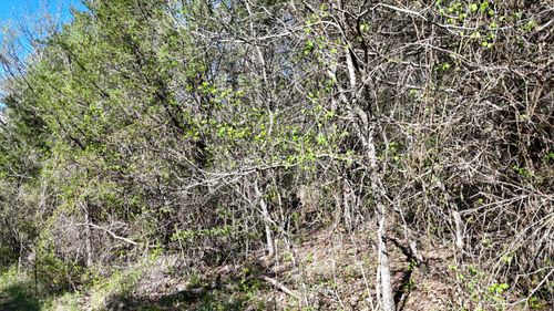 Lot #50 Gumbo Woods, Shell Knob, MO, 65747 | Card Image