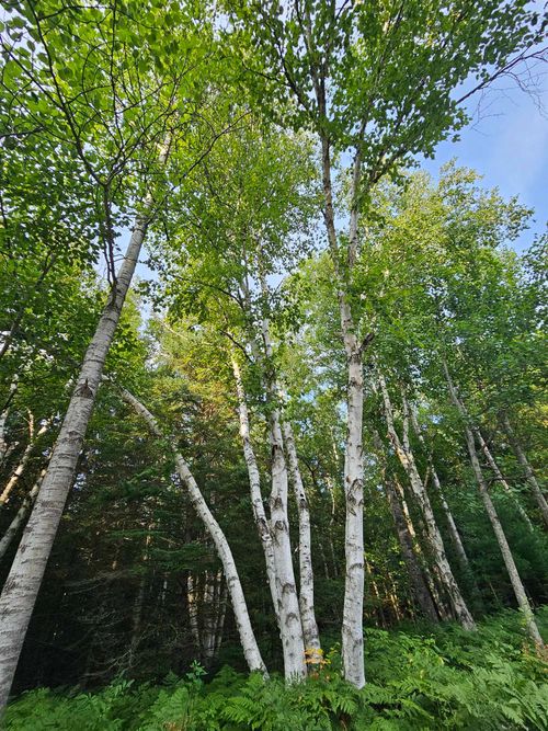 00 Lund Rd, Fife Lake, MI, 49633 | Card Image