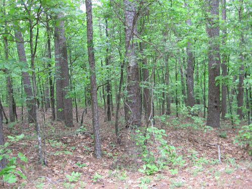 36 Acuedo Ln, Hot Springs Village, AR, 71909-3834 | Card Image