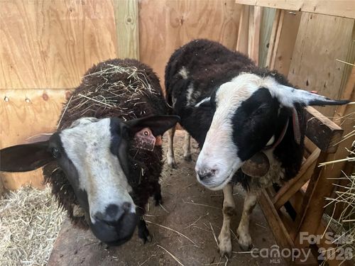 2778 Mule Stomp Rd, Clyde, NC, 28721 | Card Image