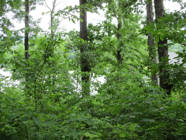86 Adam Loop, Home with 0 bedrooms, 0 bathrooms and null parking in Bath Springs TN | Image 20
