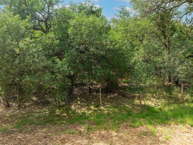 View of tree filled area | Image 15