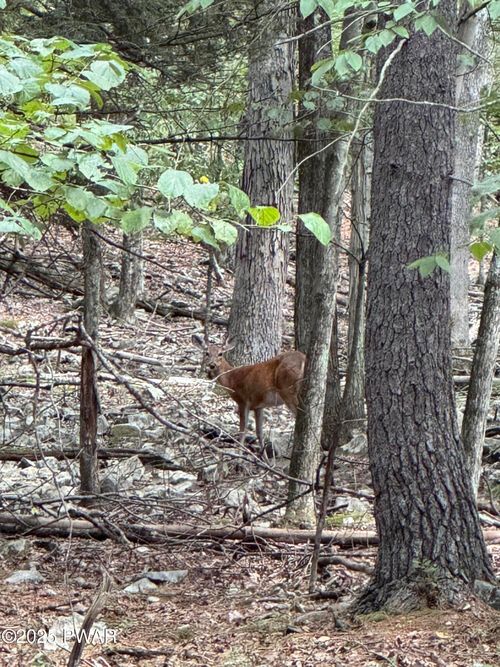 435 Autumn Ct, Hawley, PA, 18428 | Card Image