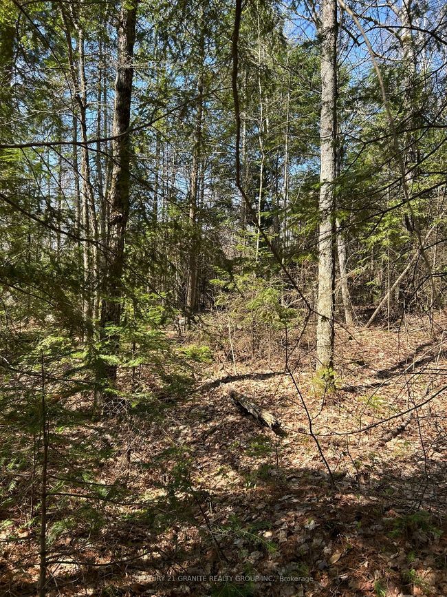 0 Madawaska Rd, Home with 0 bedrooms, 0 bathrooms and null parking in Maynooth ON | Image 13
