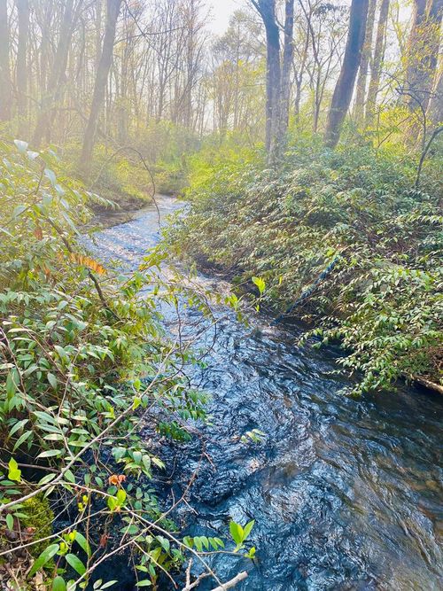 Lot 5 Carringer Rd, Robbinsville, NC, 28771-6625 | Card Image