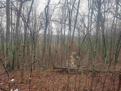 91 Acres Land Cains Creek Road, Blaine, KY, 41124 | Card Image
