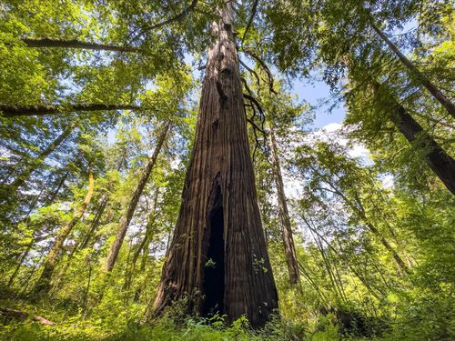1122 Sprowel Creek Road, Garberville, CA, 95542 | Card Image