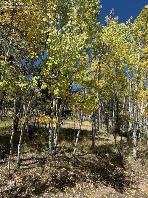 135 Powderhorn Lane, Lake George, CO, 80827 | Card Image