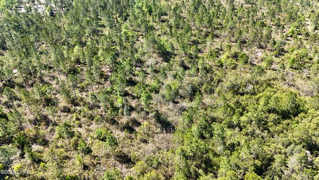 0 Nw Miller Rd, Home with 0 bedrooms, 0 bathrooms and null parking in Altha FL | Image 7