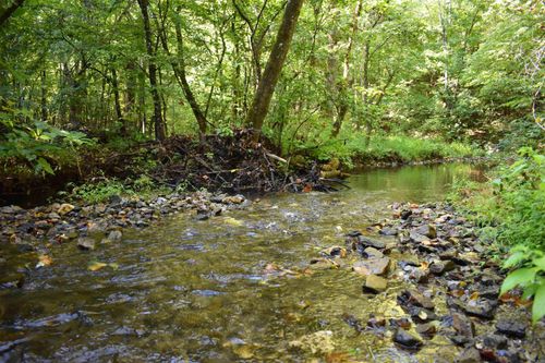 0000 Beech Creek Rd, Norman, AR, 71960 | Card Image