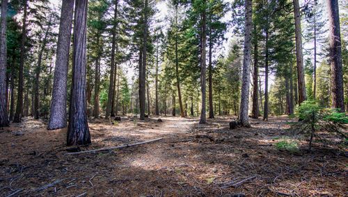 004 Ritts Mill Rd, Shingletown, CA, 96088 | Card Image