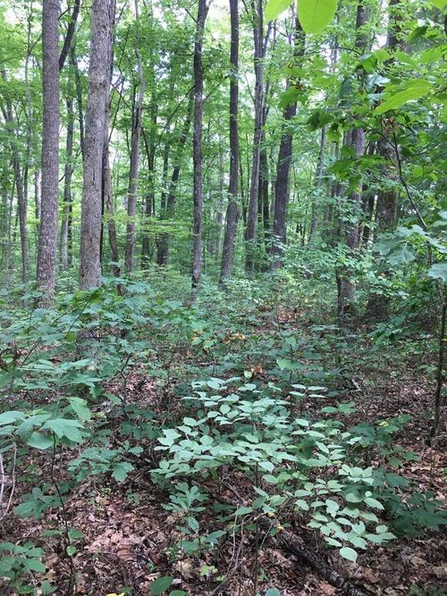 Lot 384 E Obey Ln, Wilder, TN, 38589 | Card Image