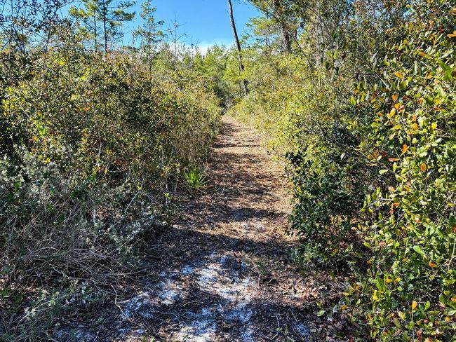Walking Path | Image 8
