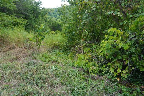 Lot 40 Cannon Ball Loop, Branson, MO, 65616 | Card Image