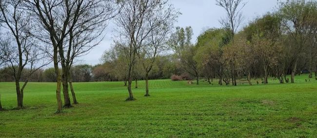 Love the Green in the Summer | Image 22