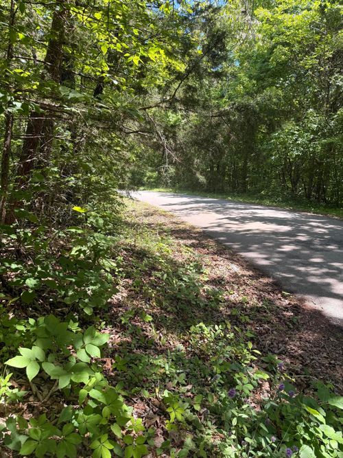 5 Acres Pine Tree Circle, Nancy, KY, 42544 | Card Image