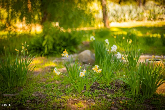 Meadow | Image 20
