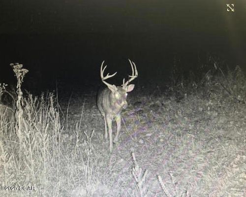 000 County Lane 175, Carthage, MO, 64836 | Card Image