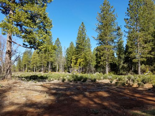 Lot 32 Shingle Glen Trl, Shingletown, CA, 96088 | Card Image