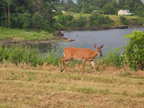 0 Elm St, Searsport, ME, 04974 | Card Image