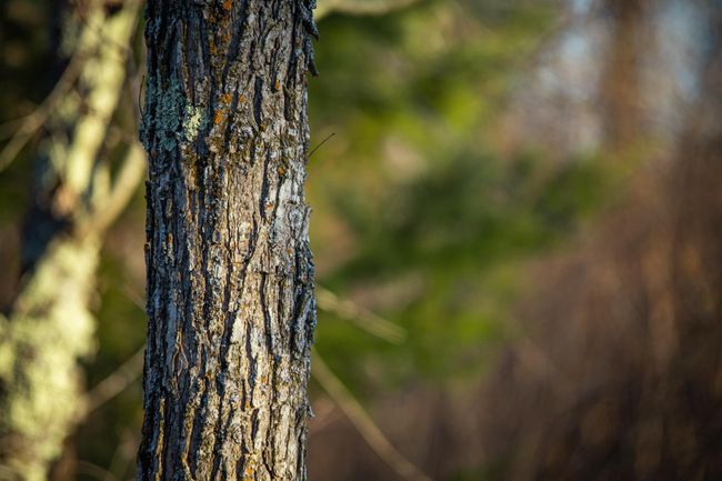 MF_N_GraceLake-35.jpg | Image 82