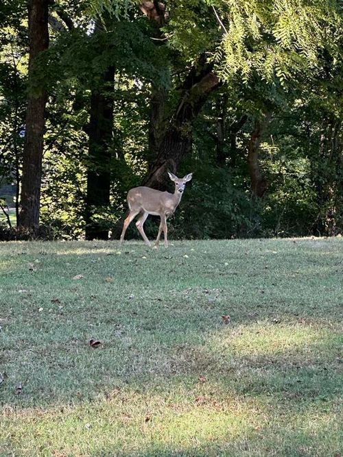 11301 Us Highway 231, Utica, KY, 42376-9320 | Card Image