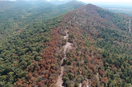 80 Acres Hall Cemetery Road, Glenwood, AR, 71943 | Card Image