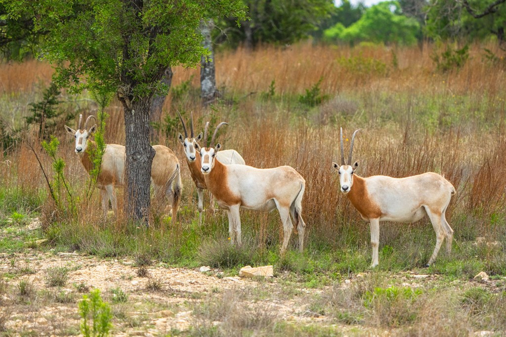 Land in Kerrville 5