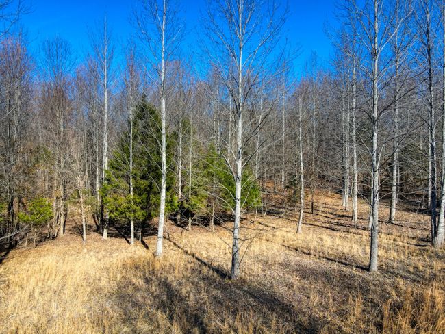 0 Old Jones Easement, Home with 0 bedrooms, 0 bathrooms and null parking in Adolphus KY | Image 5