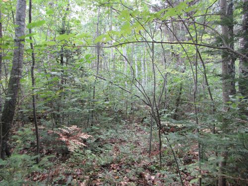 000 Cth M, Crandon, WI, 54520 | Card Image