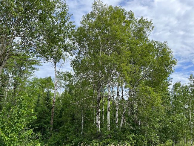 Stands of birch | Image 35