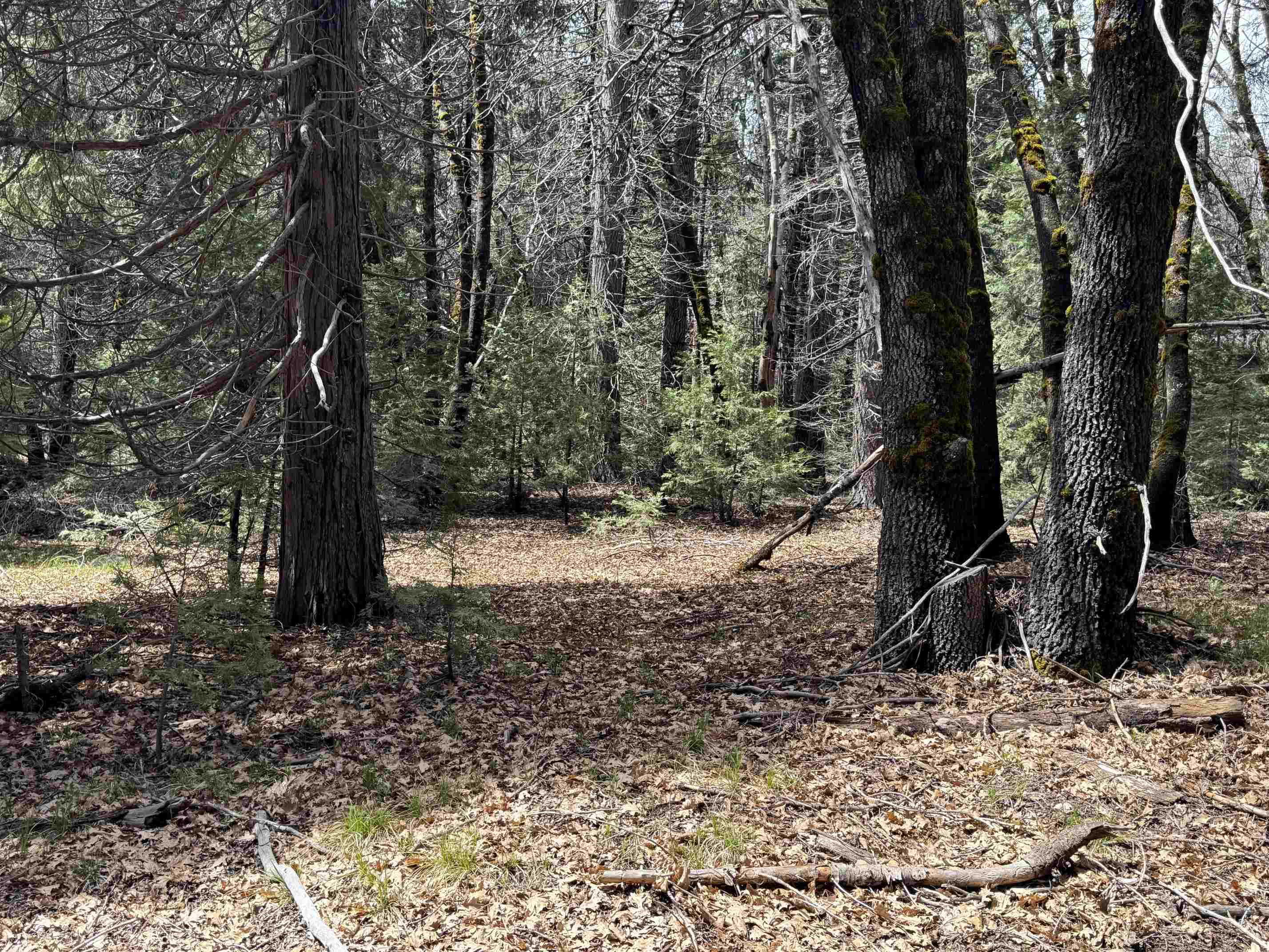 Land in McCloud 3