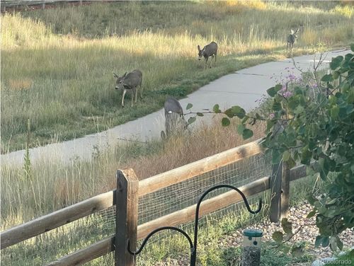 3303 Starry Night Loop, Castle Rock, CO, 80109-8018 | Card Image