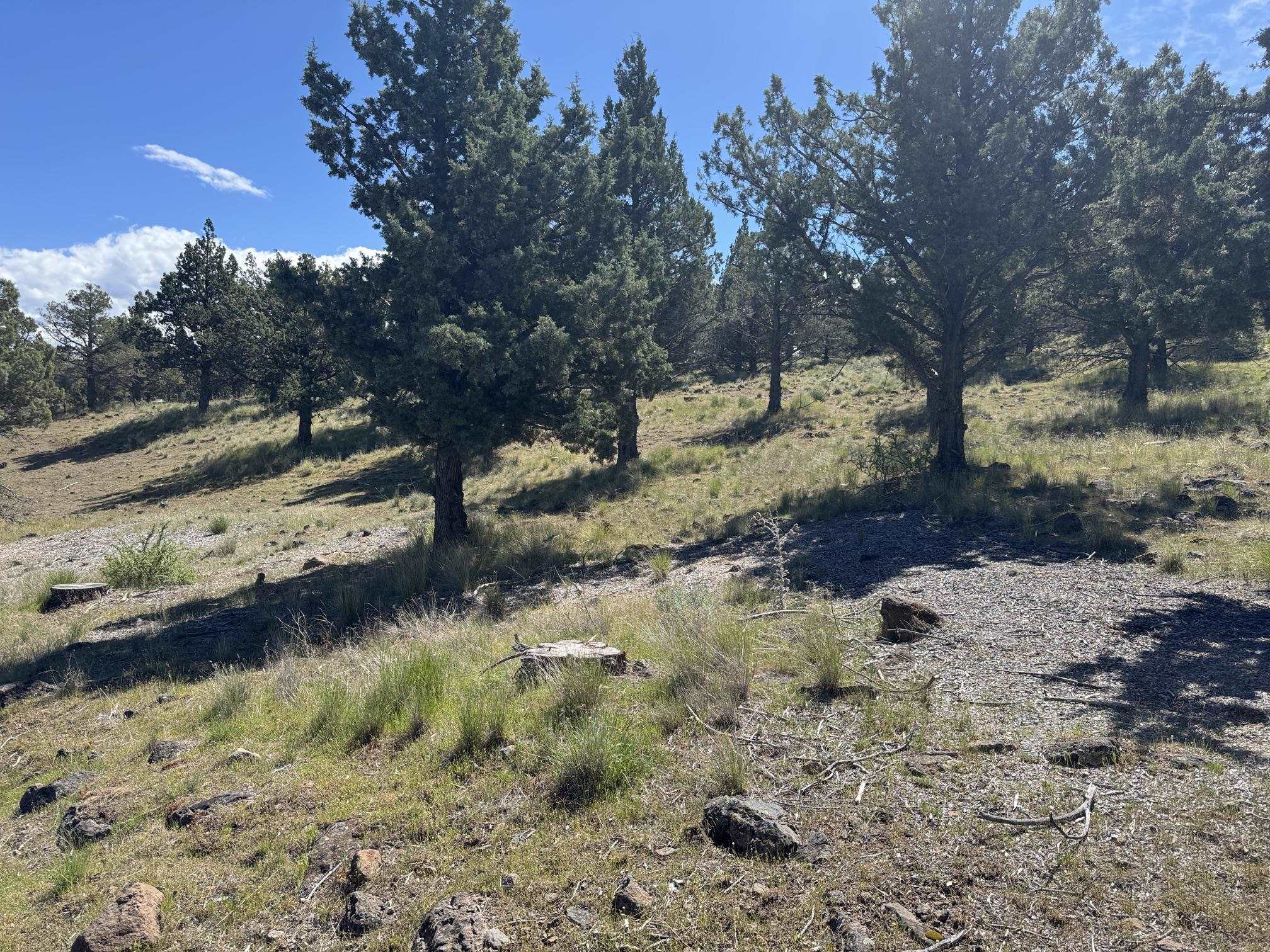 Land in Weed 4
