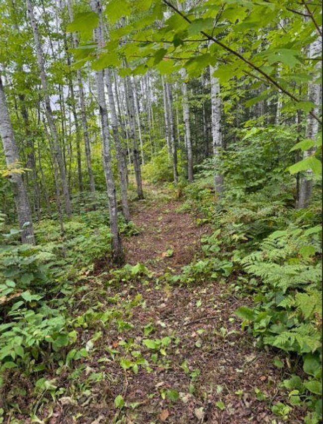 trail to pond | Image 18