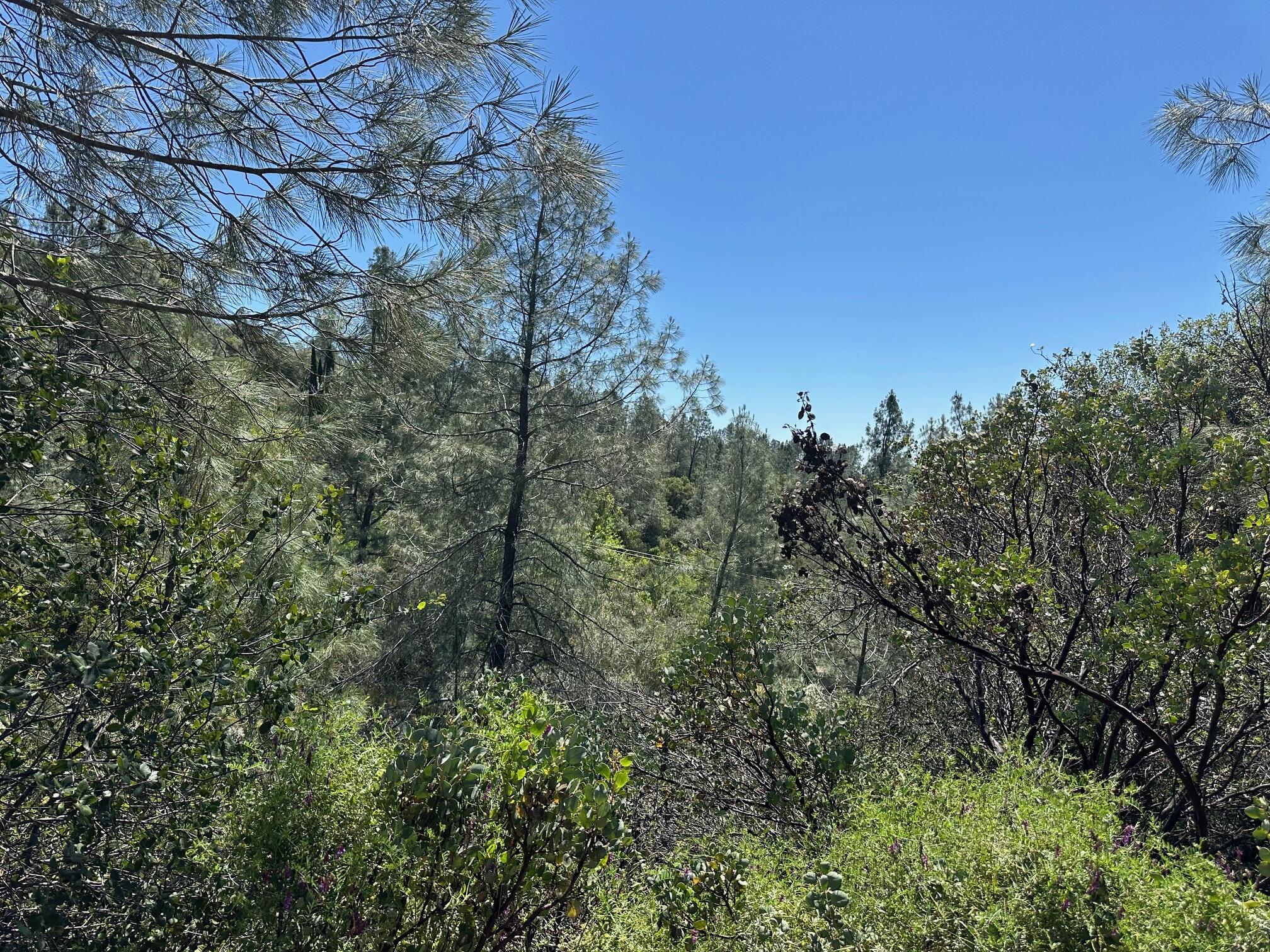 Land in Shasta Lake 4