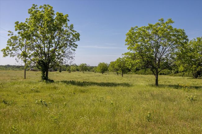 More pecan trees | Image 6