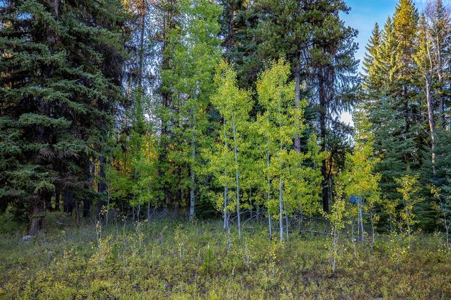 345 River Dr, House other with 2 bedrooms, 1 bathrooms and null parking in Polebridge MT | Image 24