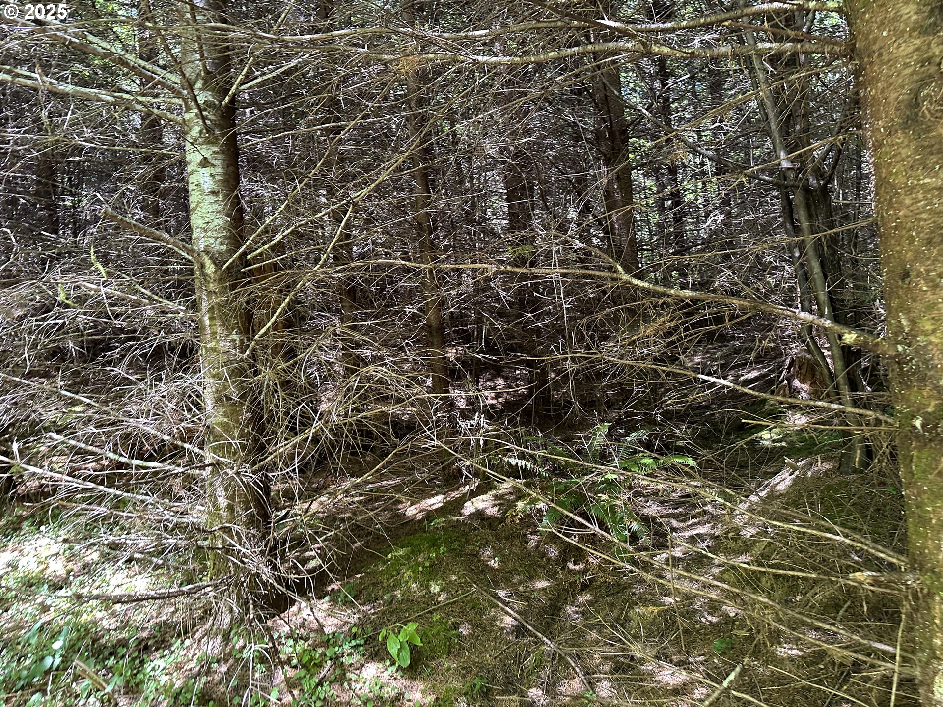 Land in Allegany 5