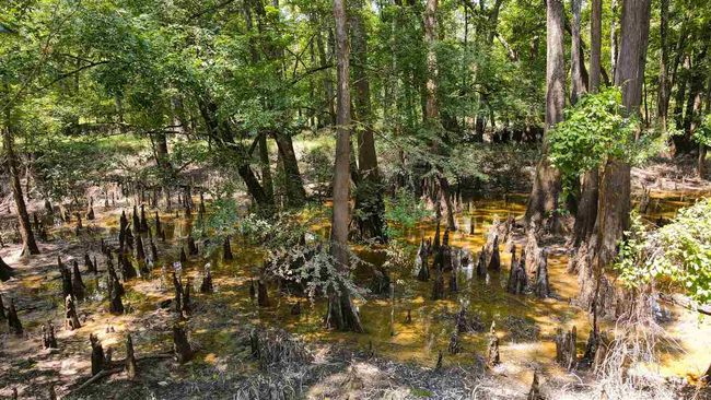 000 Highway 96 Byp, Home with 0 bedrooms, 0 bathrooms and null parking in Silsbee TX | Image 23
