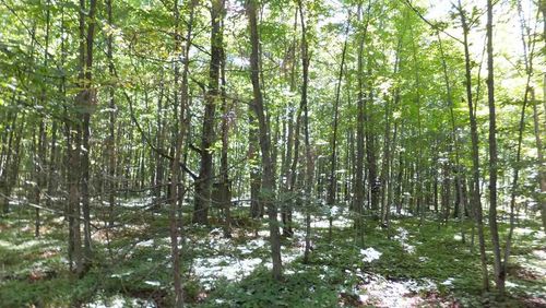 00 Haze Rd, Beulah, MI, 49617 | Card Image