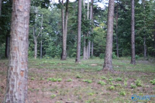 lot-46-1805 County Road 103, Mentone, AL, 35984-6161 | Card Image